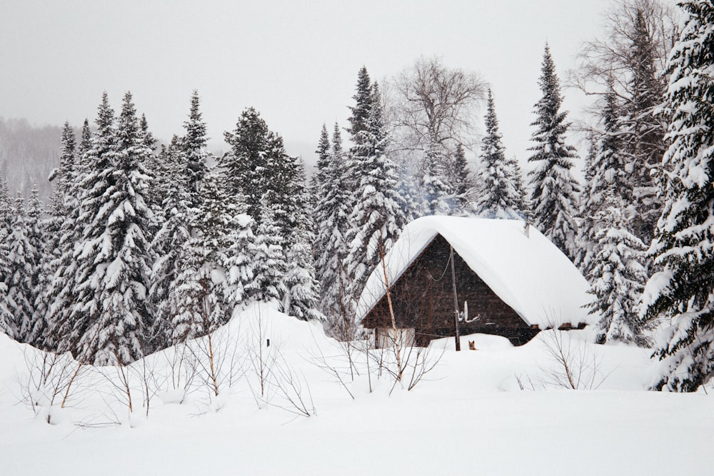 cabina innevata vicino agli alberi durante il giorno