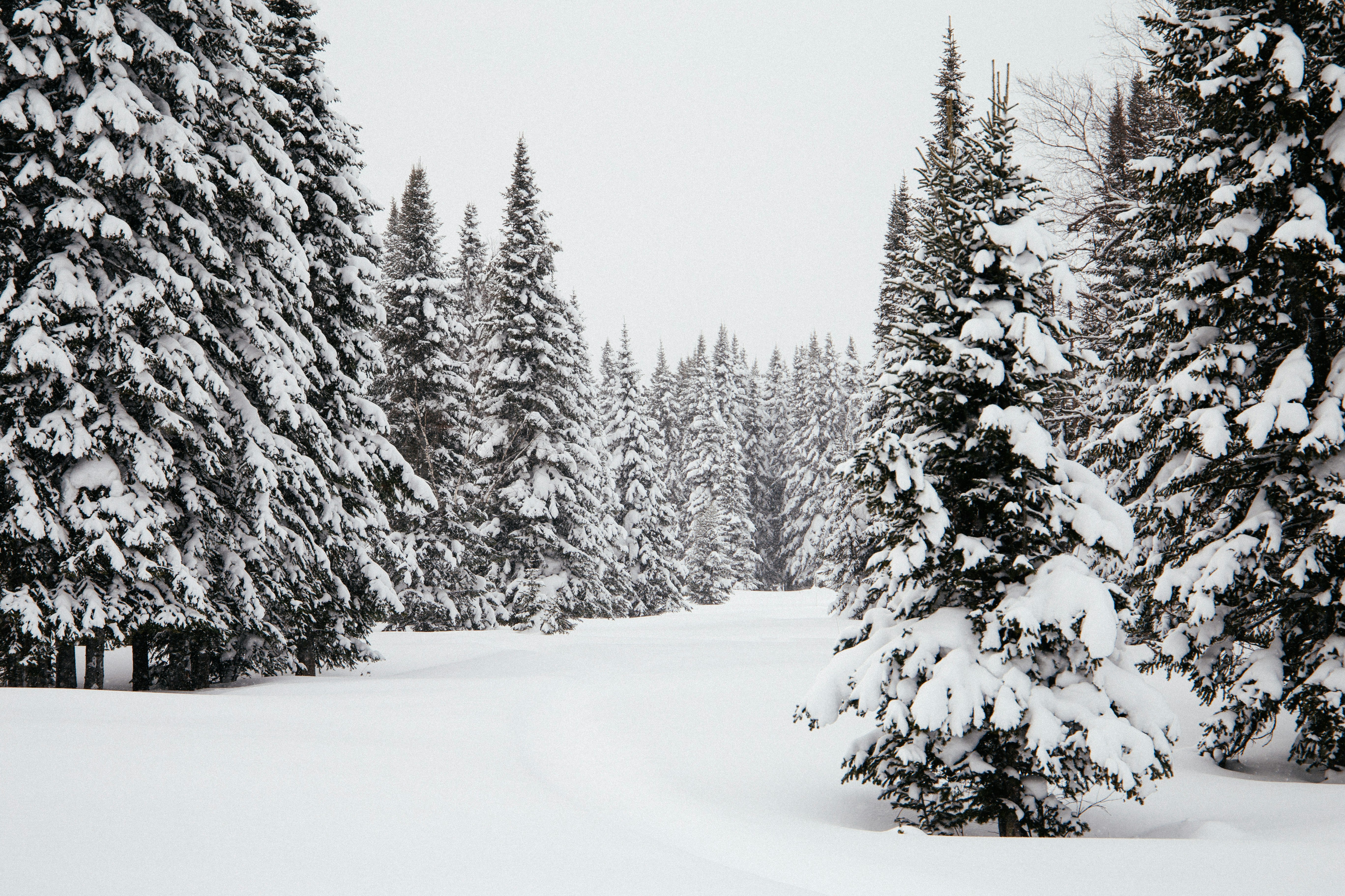 snow covered trees during daytime