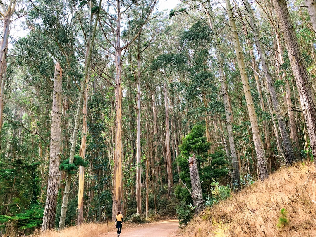 Beautiful forest with a girl 