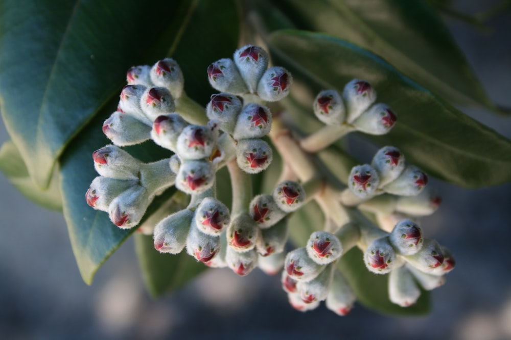 close up photo of white cluster flower