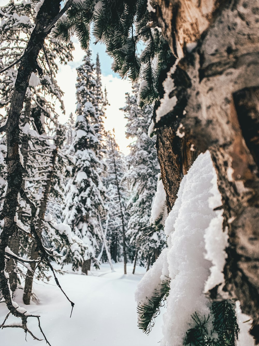 snow covered pine trees during daytime