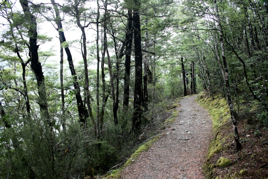 green trees during daytime in Nelson Lakes National Park New Zealand