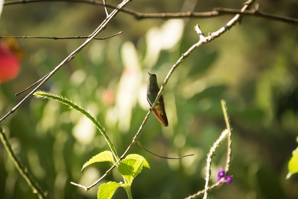 green bird perched on tree branch
