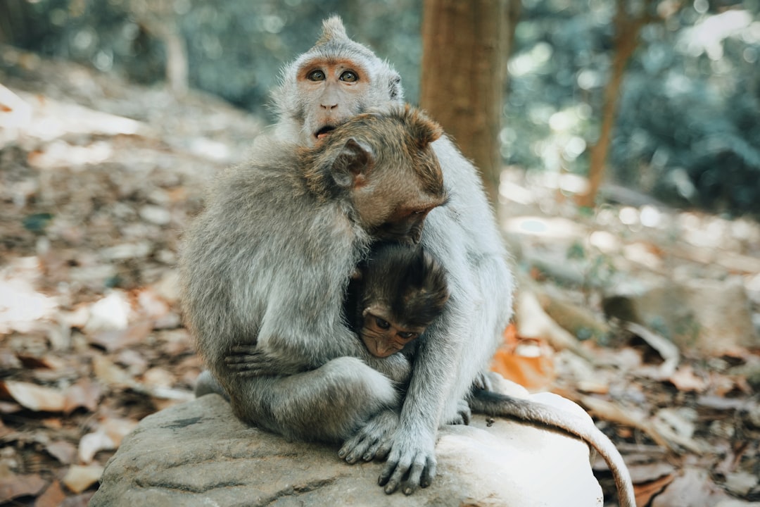 gray Baboon monkeys on gray rock