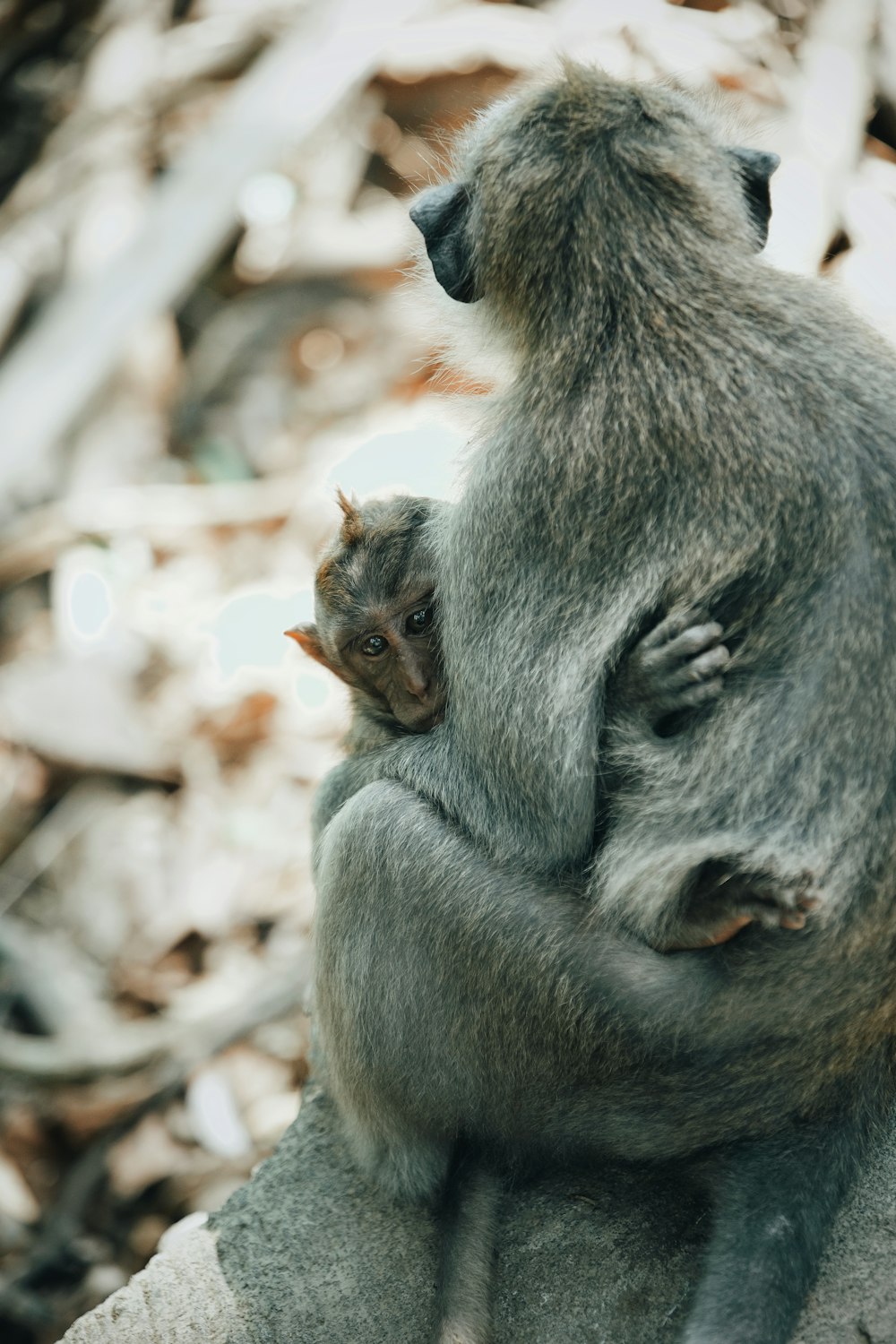 macro photography of two gray monkeys