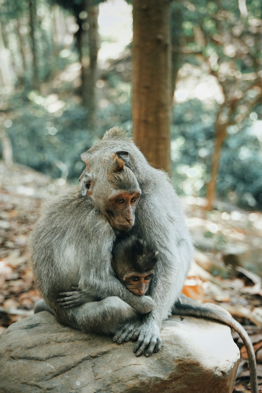 brown macaque monkeys
