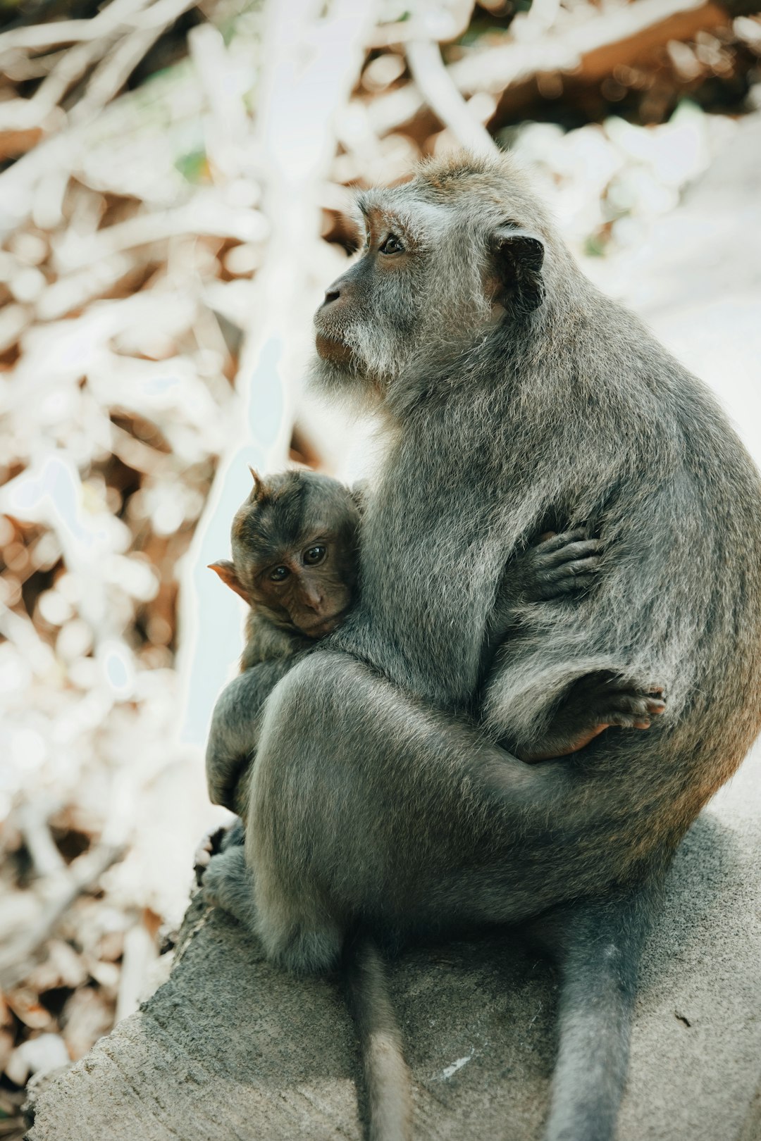 gray Baboon monkeys on gray rock