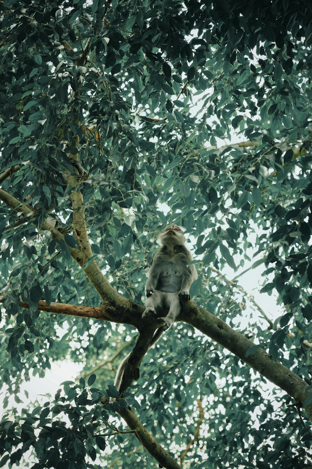 gray baboon monkey on branch of tree