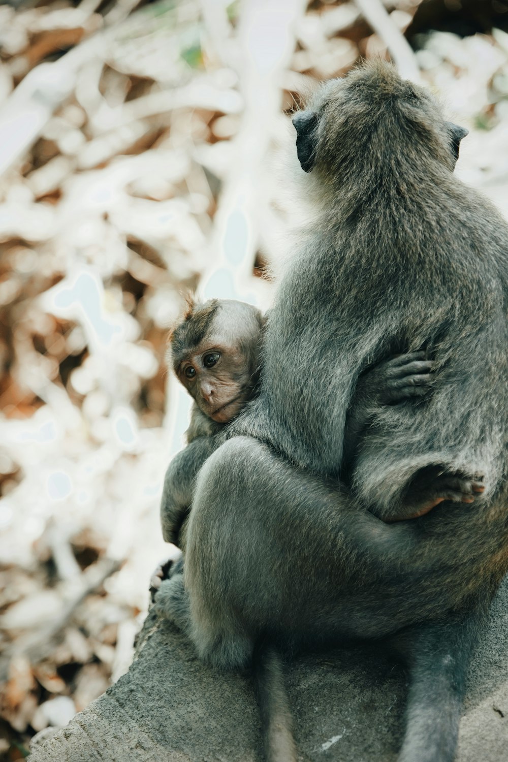 gray baboon monkey carrying baby monkey