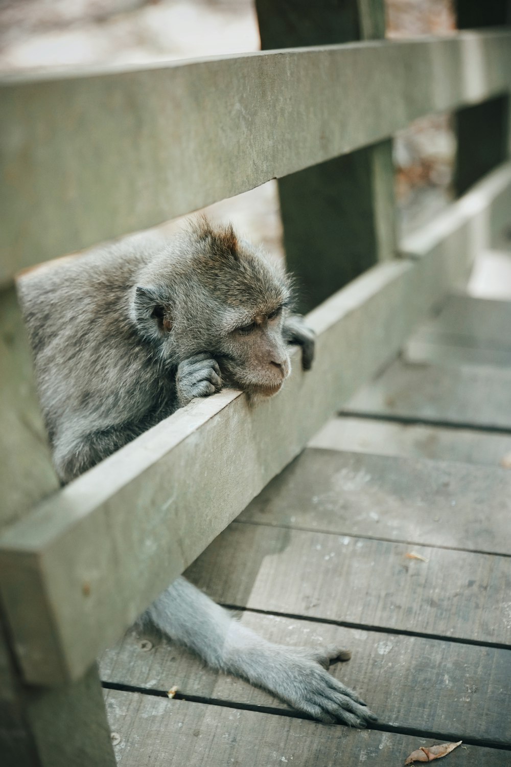 gray monkey near gray wooden fence