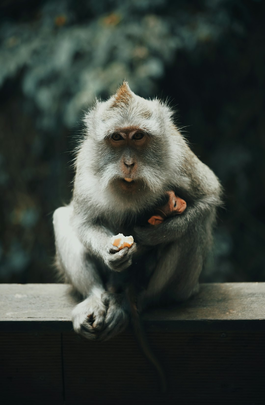 macro photography of gray baboon monkey holding food