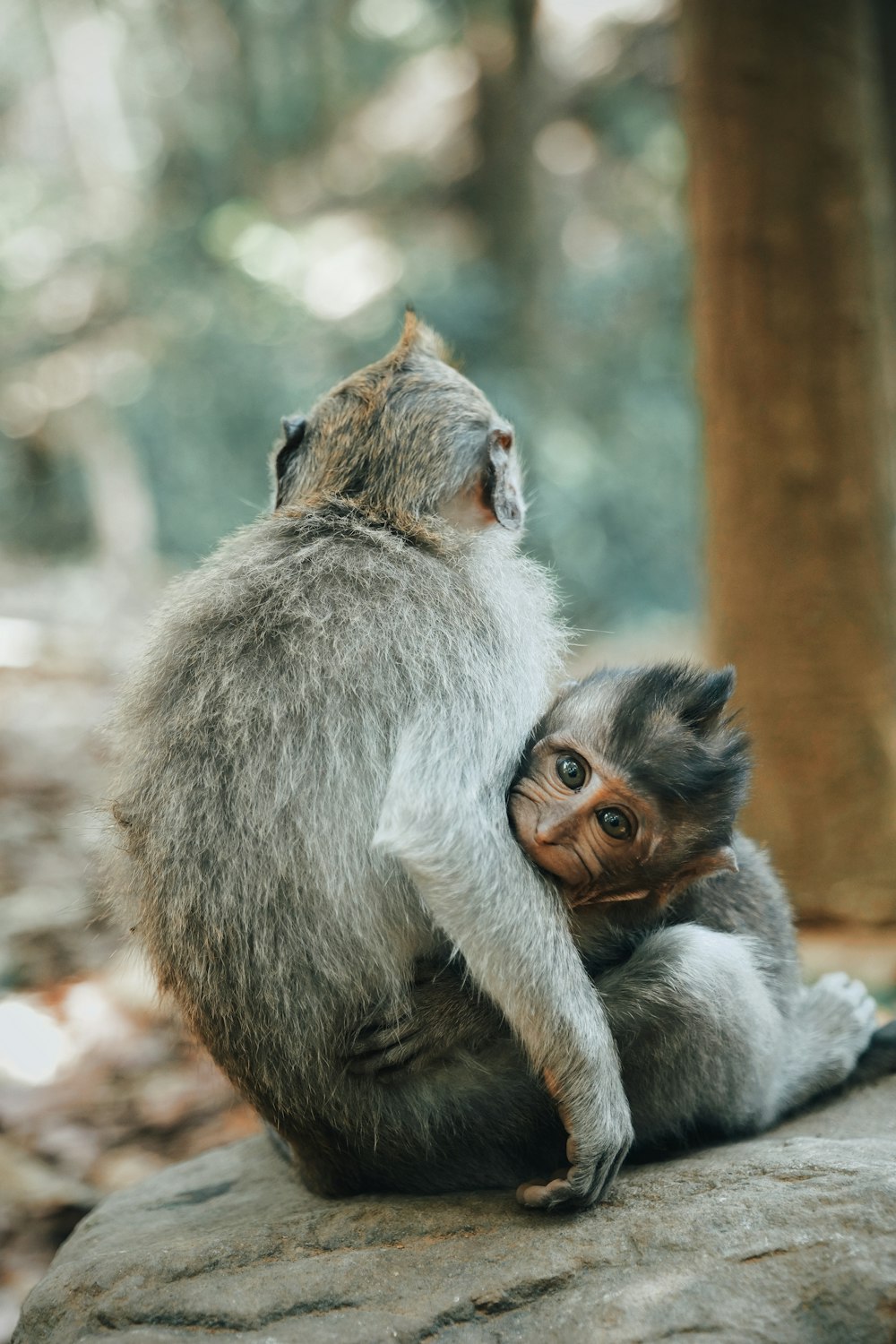 gray baboon monkeys on gray rock