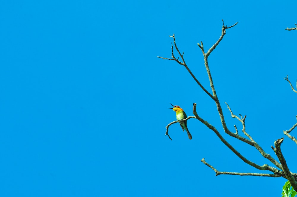 green and yellow small-beaked bird on tree