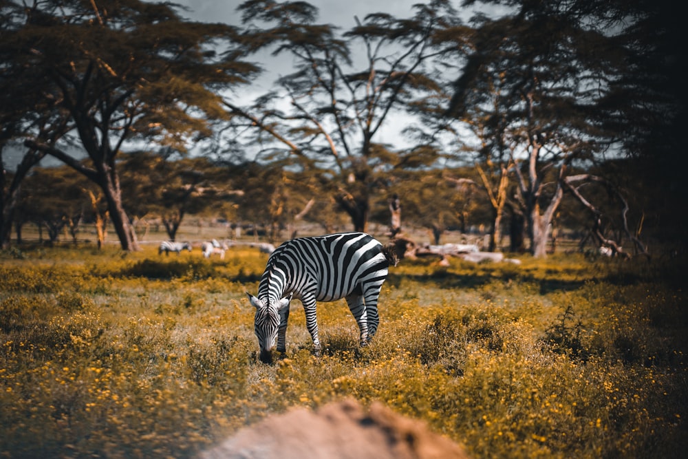 white and black zebra