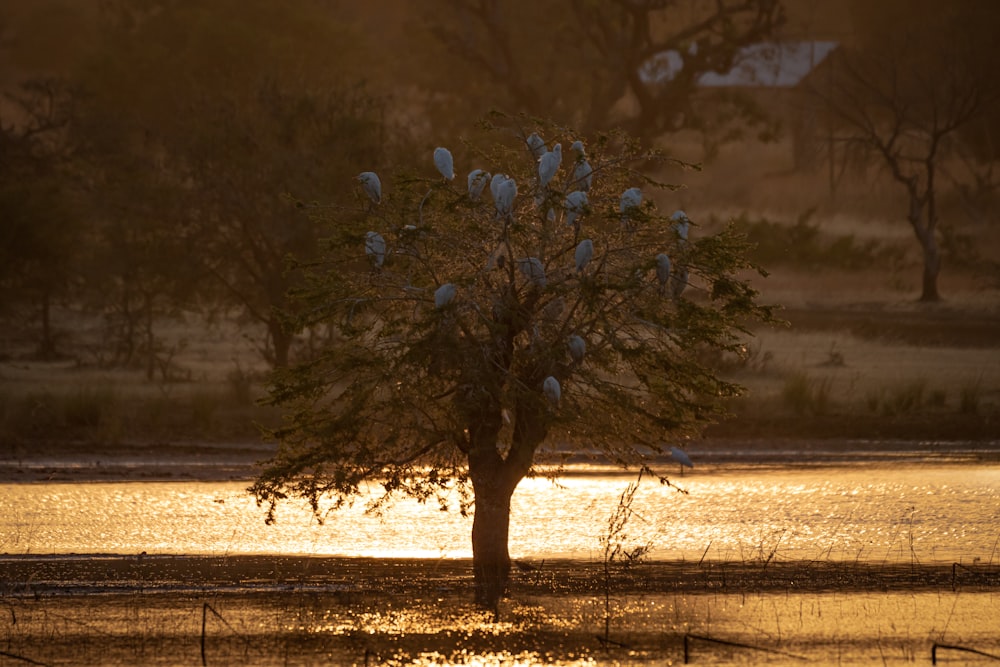 flocks of white birds on green leaf tree near body of water