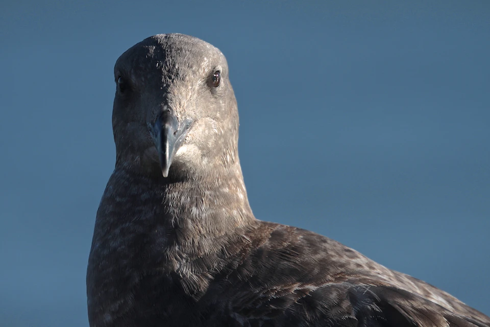 The image shows a close-up view of a seagull perched on a light brown rock against a deep blue sky. The bird's head is turned to the left, and its beak is slightly open, giving it an alert expression. The bird's feathers are a mix of gray and white, providing a contrast with the dark background.