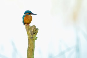 shallow focus photo of blue and brown bird