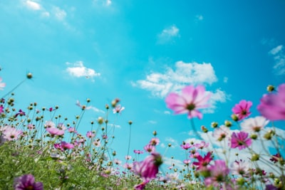 purple-petaled flowers spring teams background