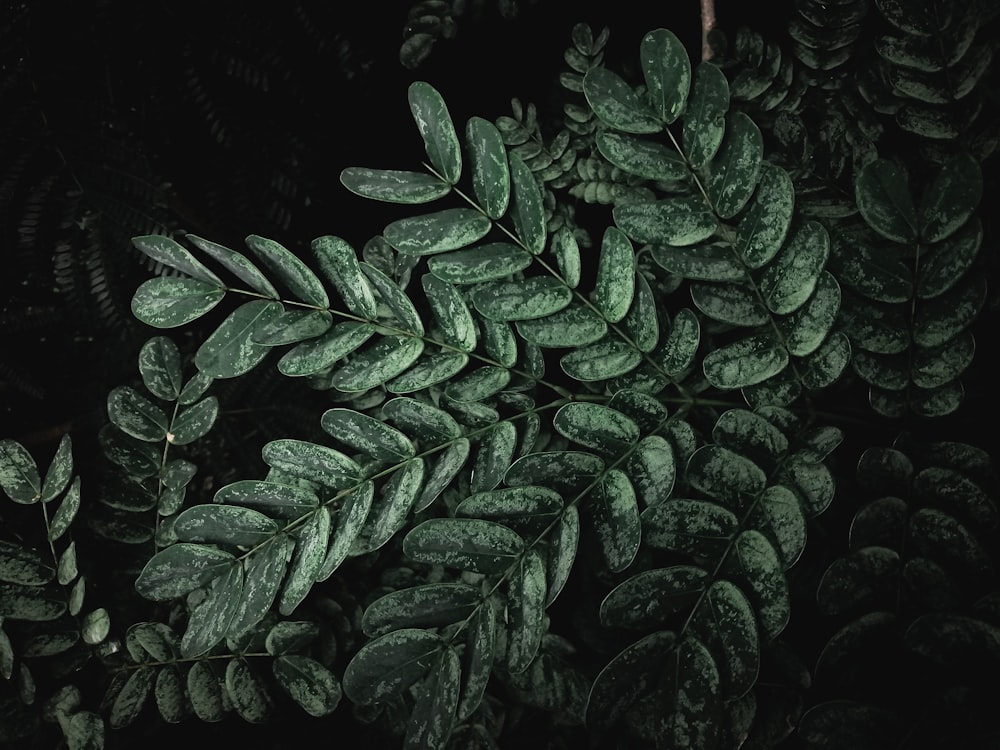 macro photography of green leaf plant