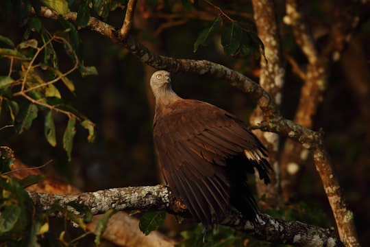 shallow focus photo of brown and gray bird in Karnataka India