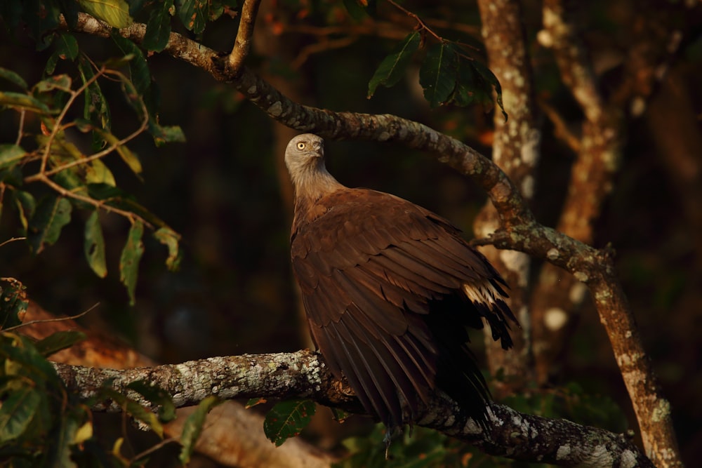 shallow focus photo of brown and gray bird