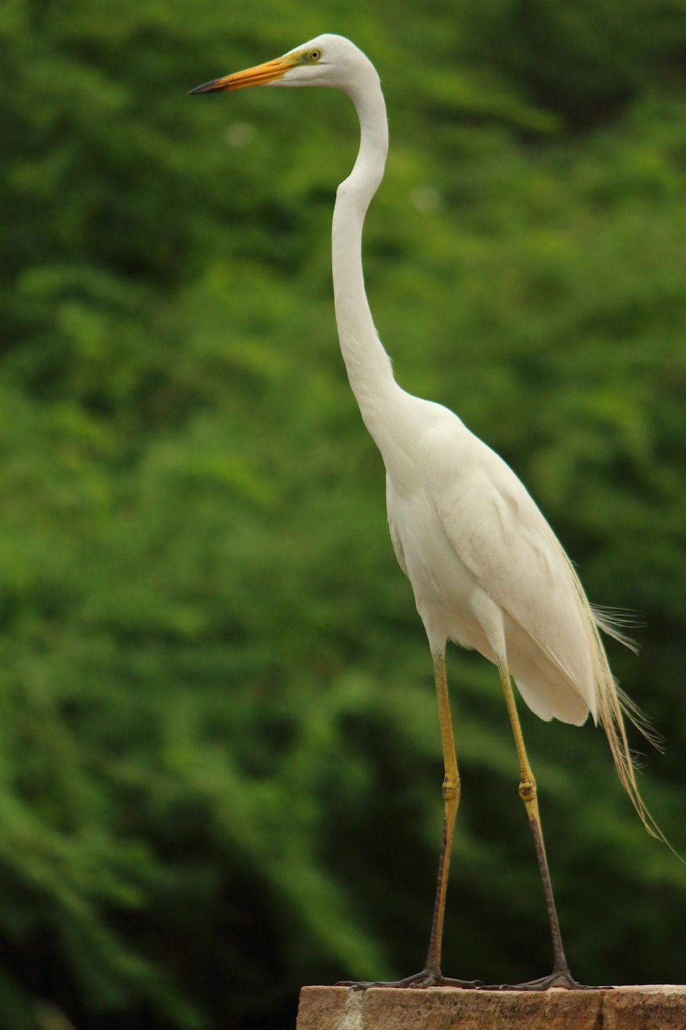낮 동안 흰 목이 긴 새의 선택적 초점 사진