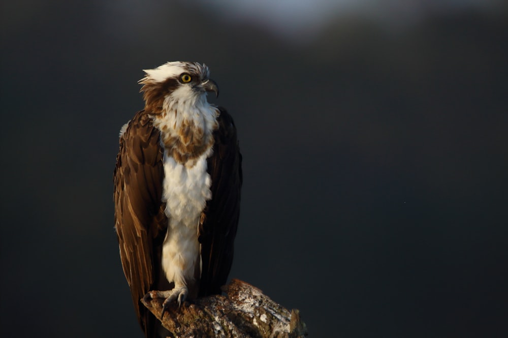 fotografia de foco seletivo de pássaro branco e marrom no galho durante o dia
