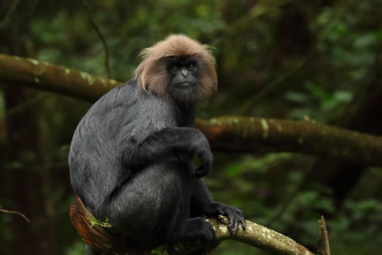 white and black monkey in Ooty India