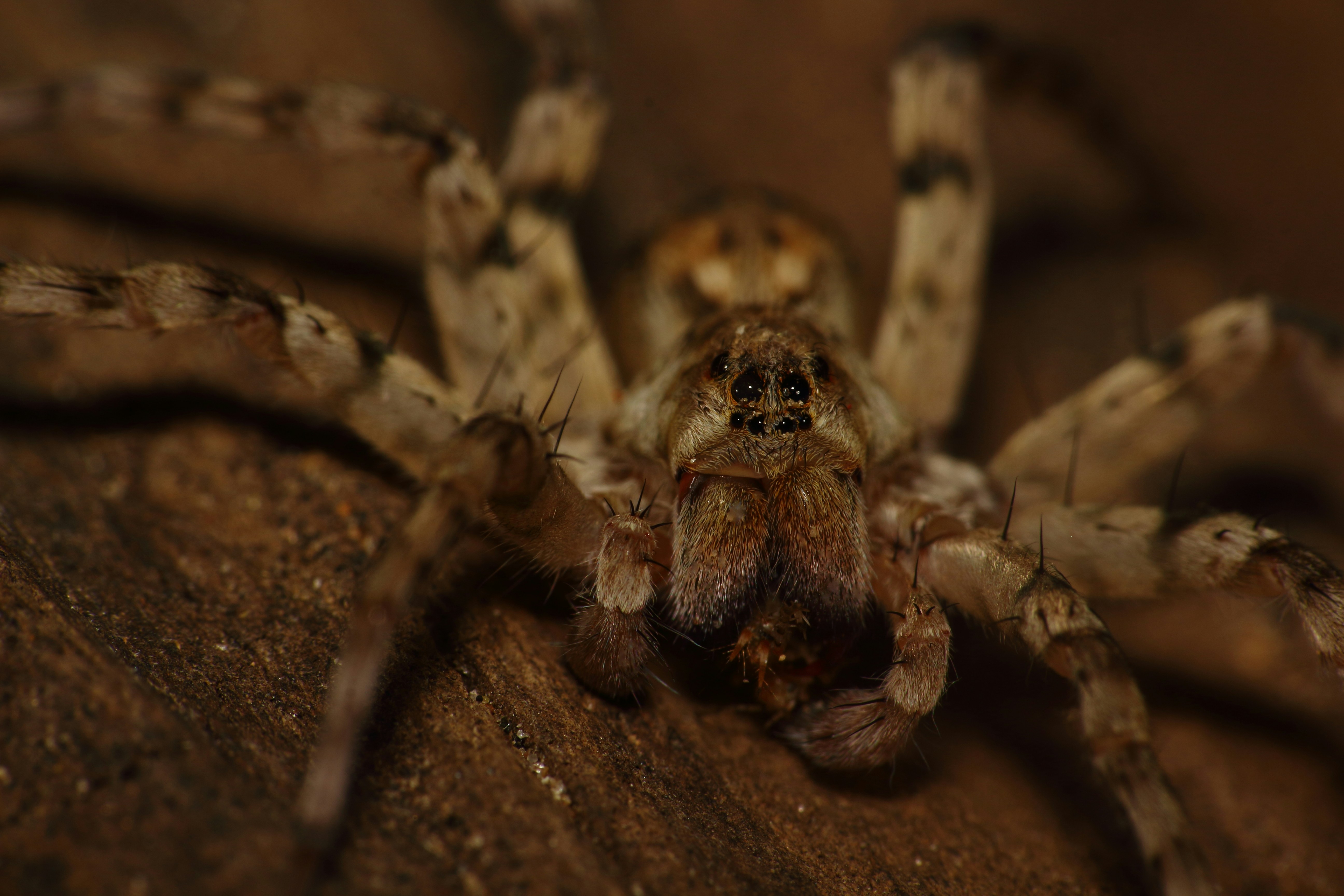 Photo by saketh_upadhya