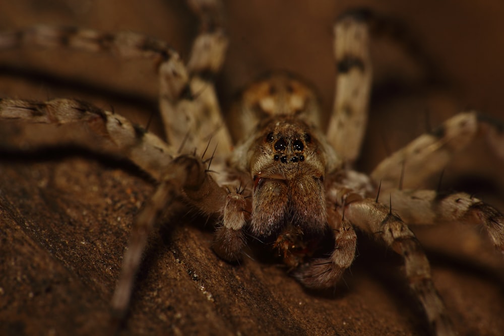 Makrofoto der braunen Spinne