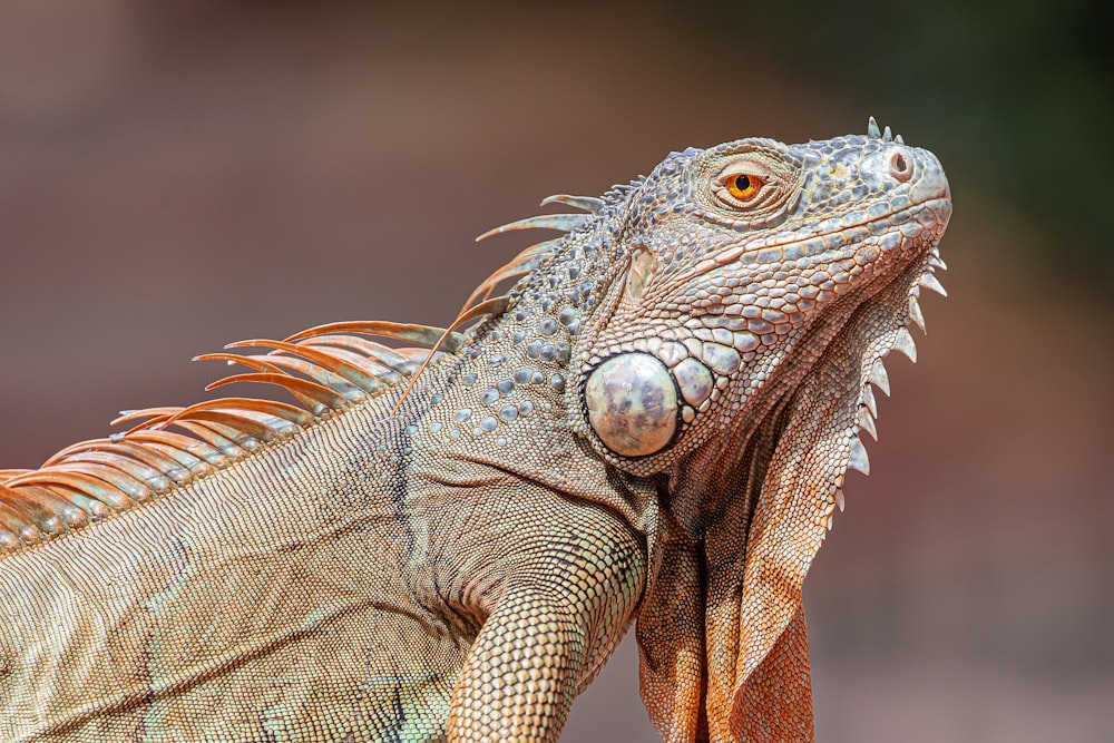 selective focus photography of gray lizard