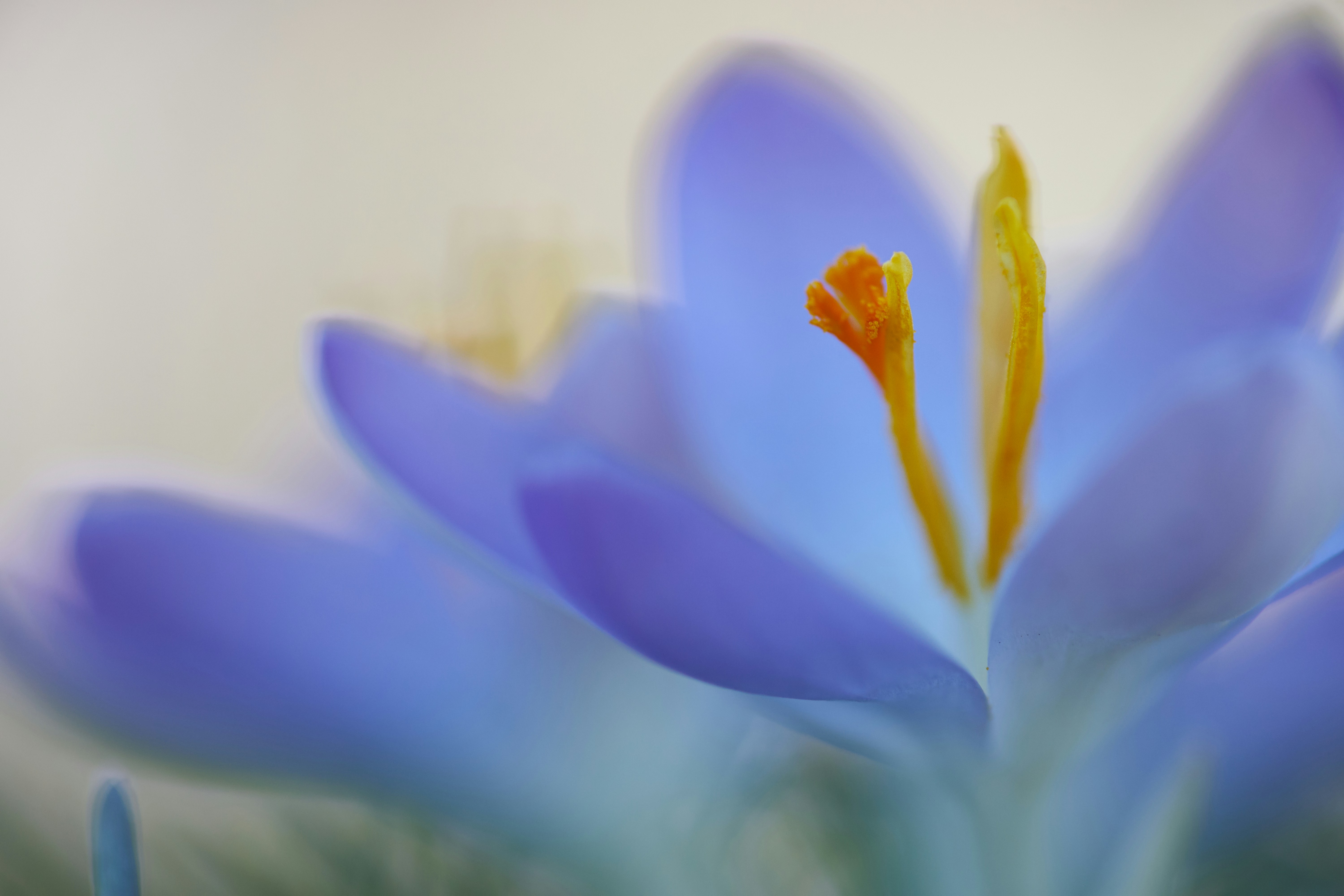 Photo by wolfgang_hasselmann