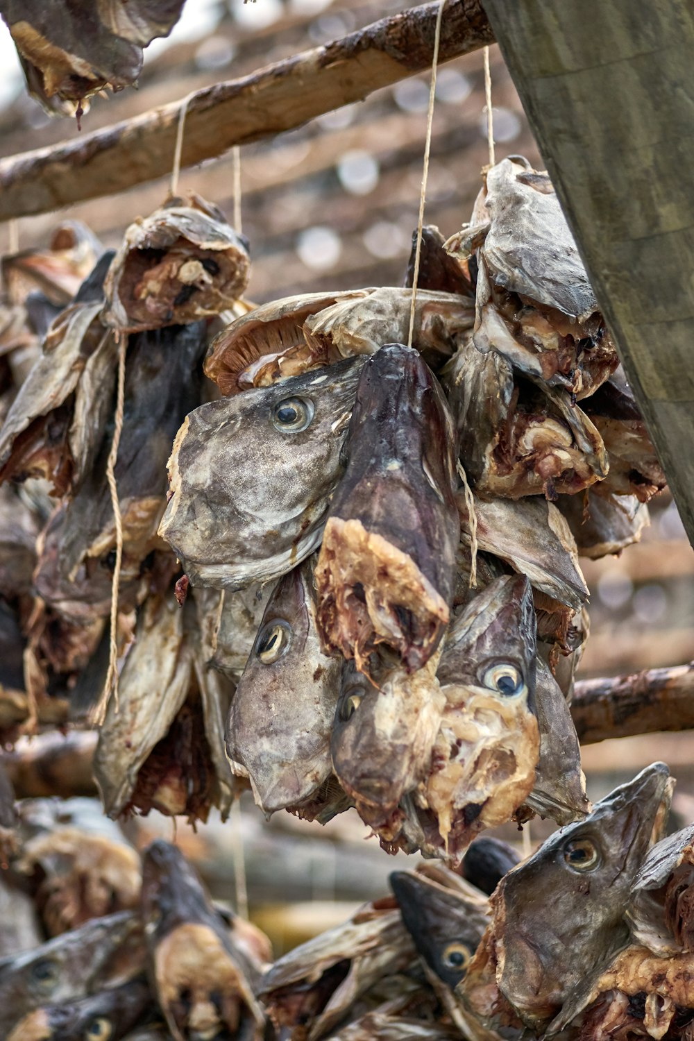 shallow focus photo of dried fish