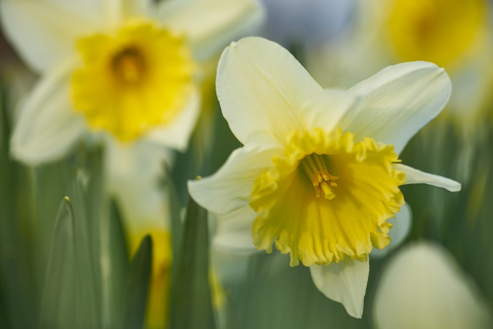 shallow focus photo of white and yellow flowers