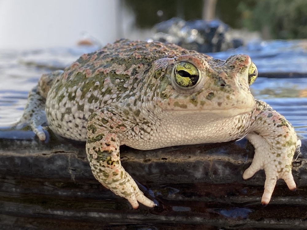 green and beige toad on gray surface