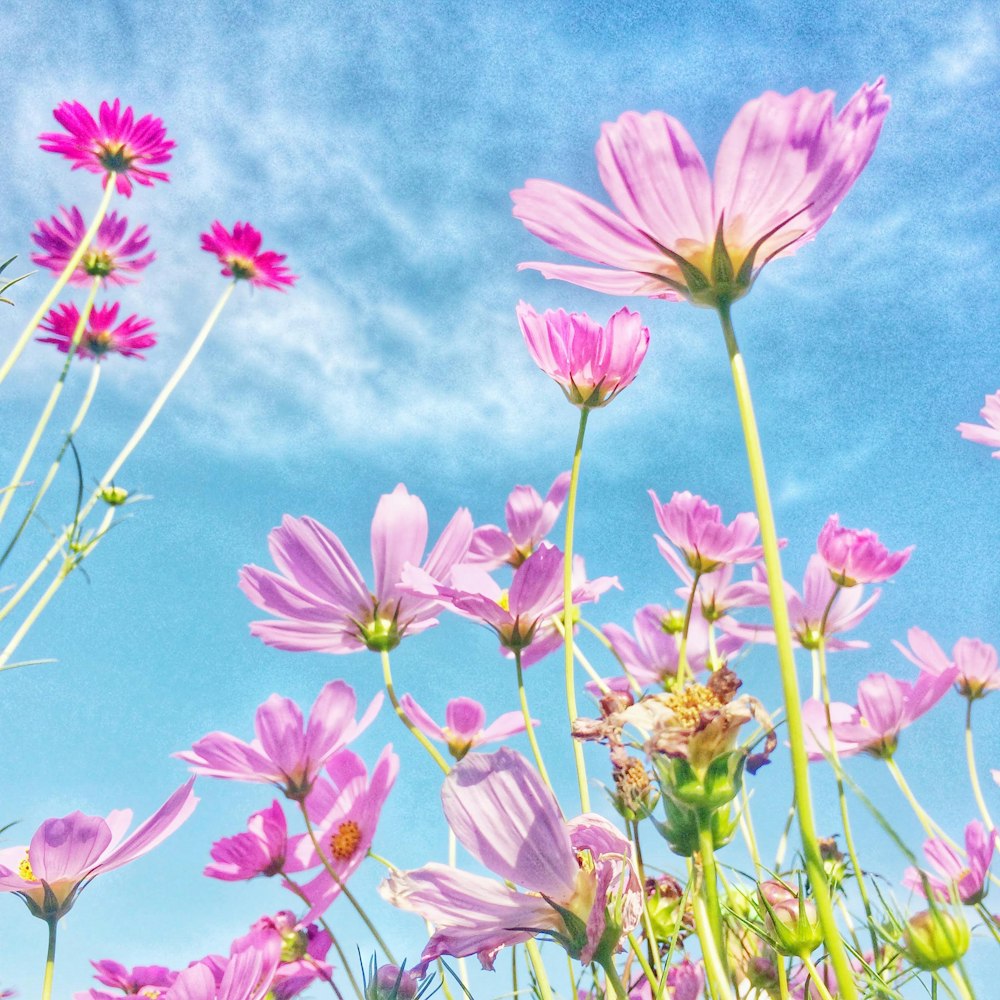 selective focus photography of pink petaled flowers during daytime