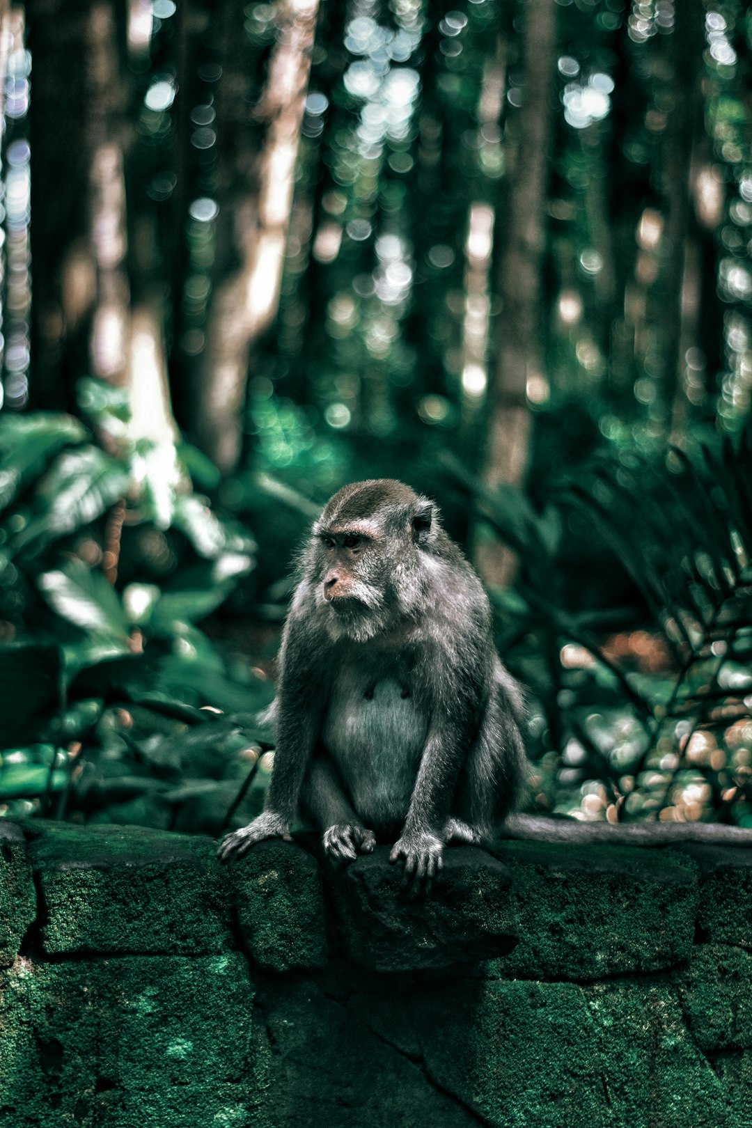 Forest photo spot Sangeh Tegal