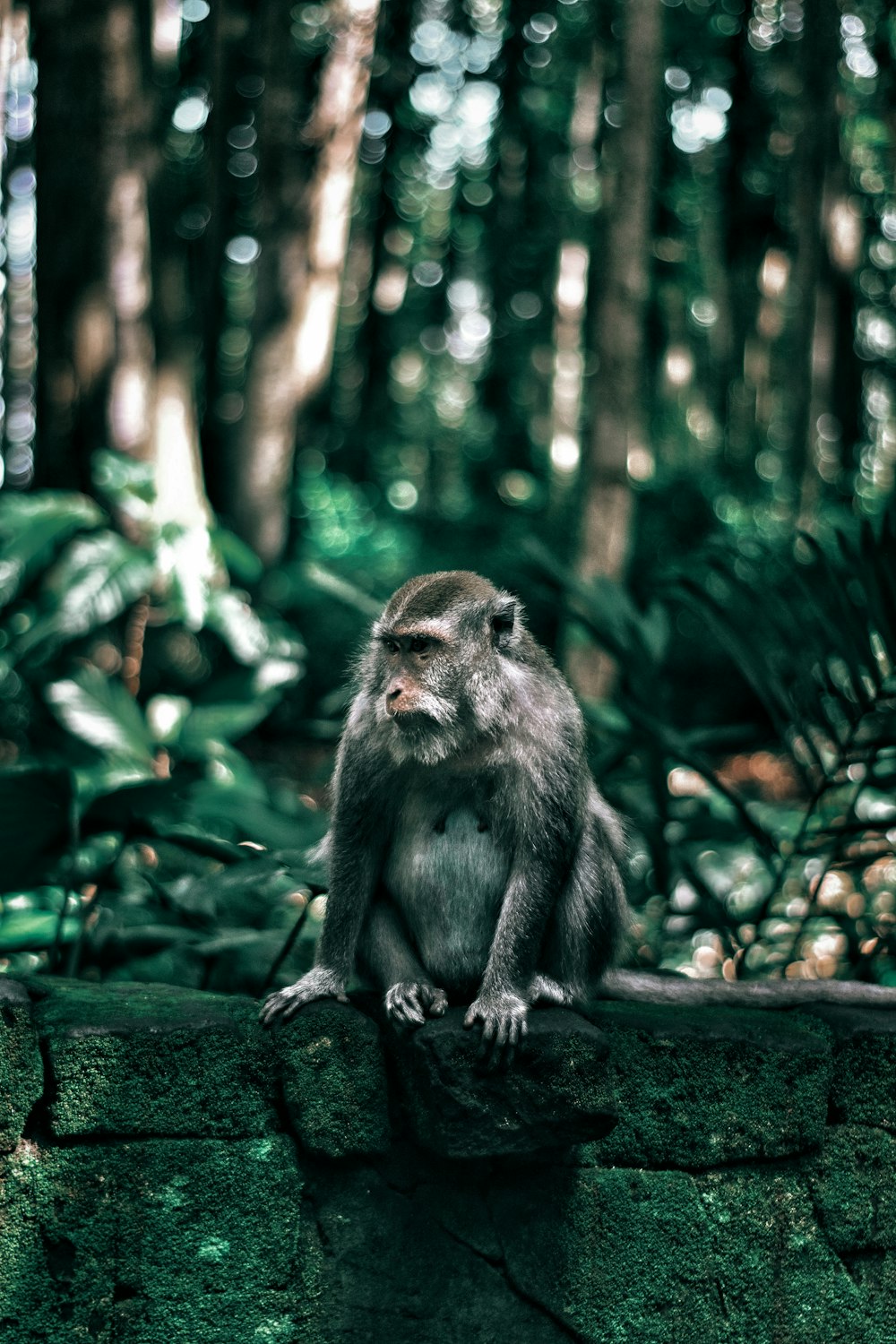 selective focus photography of gray monkey on ground beside plants