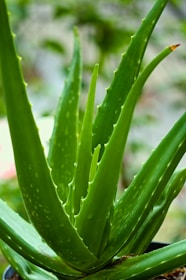 A close-up view of a vibrant green aloe vera plant with thick, fleshy leaves featuring small white spots and serrated edges. The background is softly blurred, emphasizing the plant’s details.