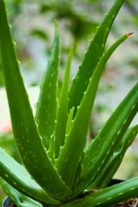 Pure Aloe Gel