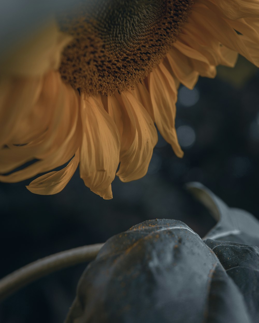 selective focus photography of yellow sunflower