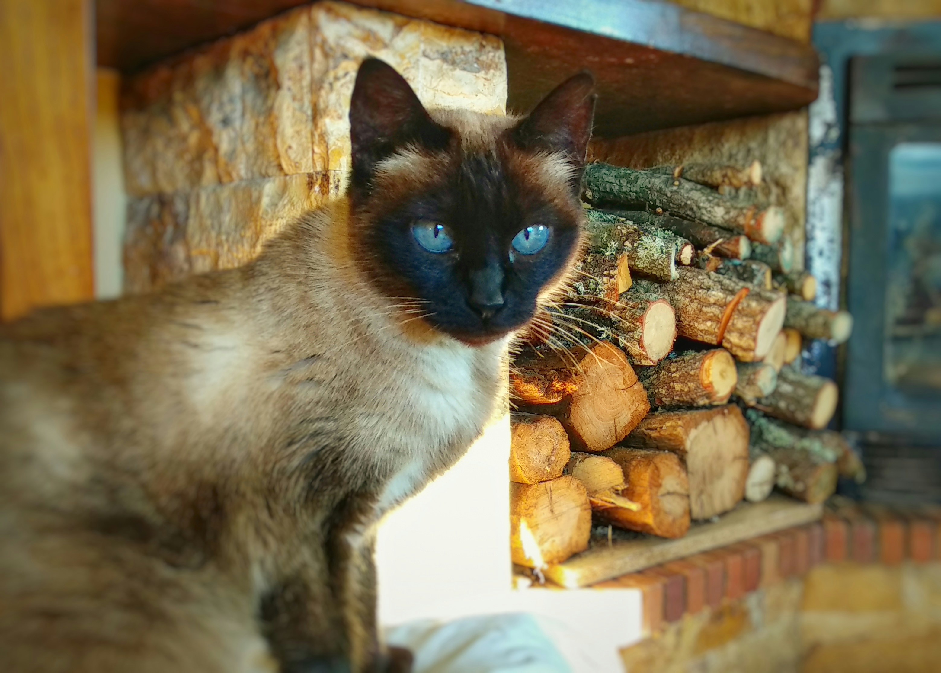 cat sitting beside firewood in organizer