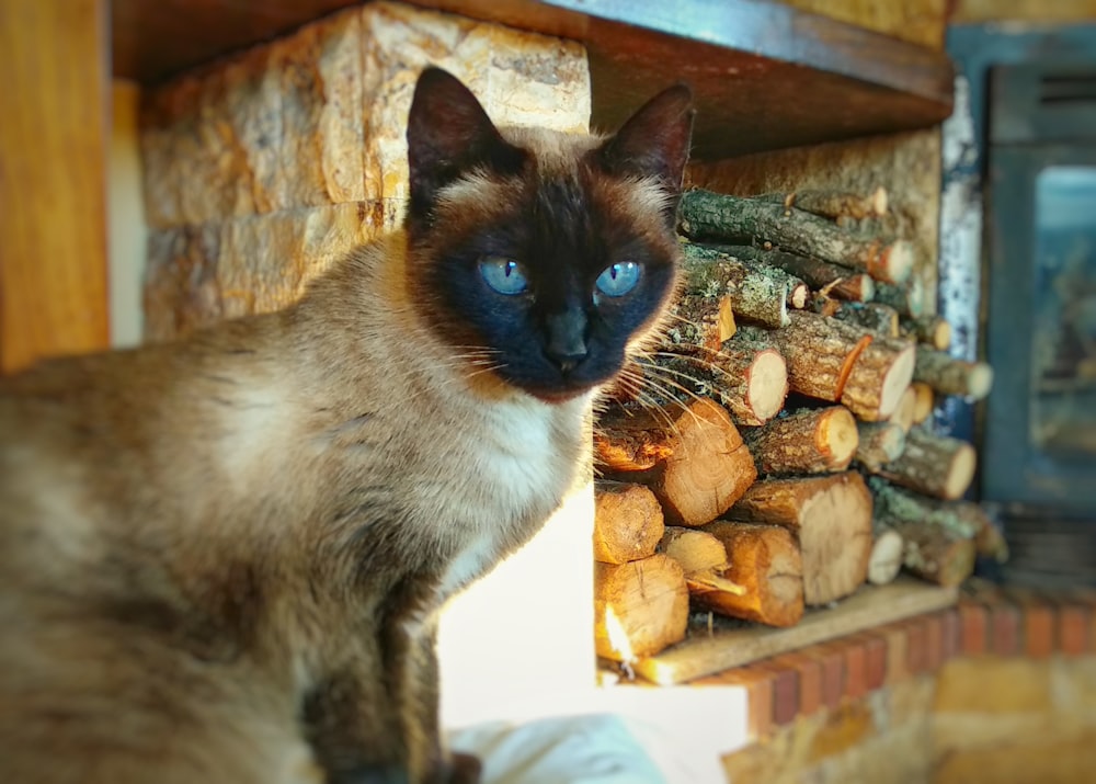 cat sitting beside firewood in organizer