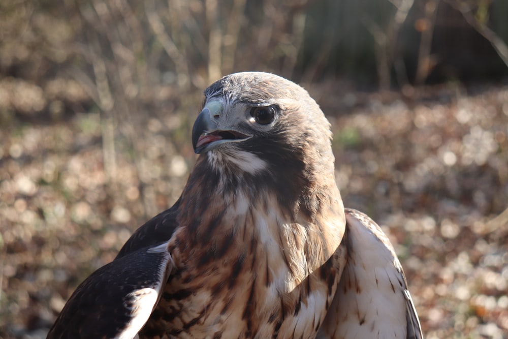 selective focus photography of brown and white bird during daytime