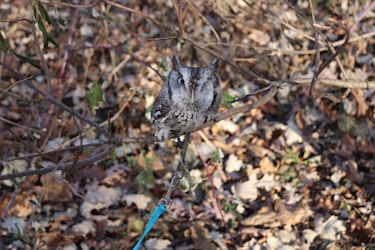 Exploring the Enigmatic World of Owl Names by Type