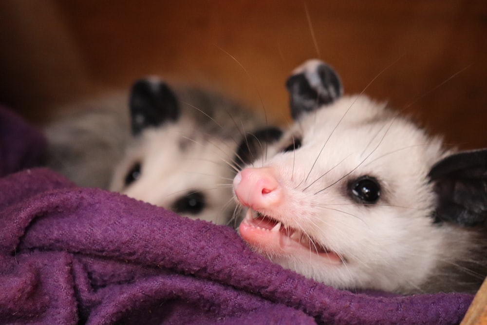 macro photography of white and black rat