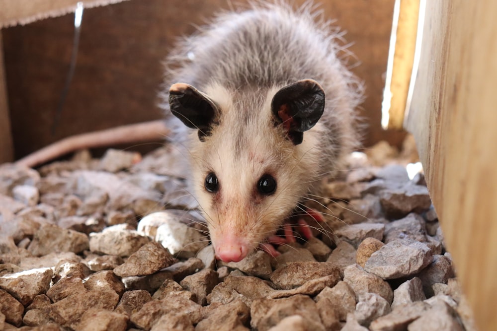 Macrophotographie d’opossum commun blanc et gris