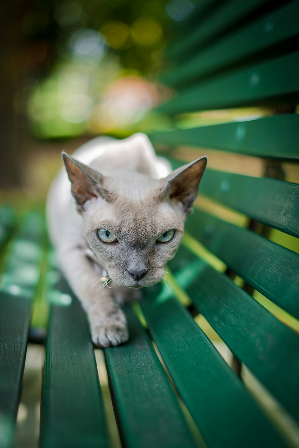 short-furred grey cat on the bench