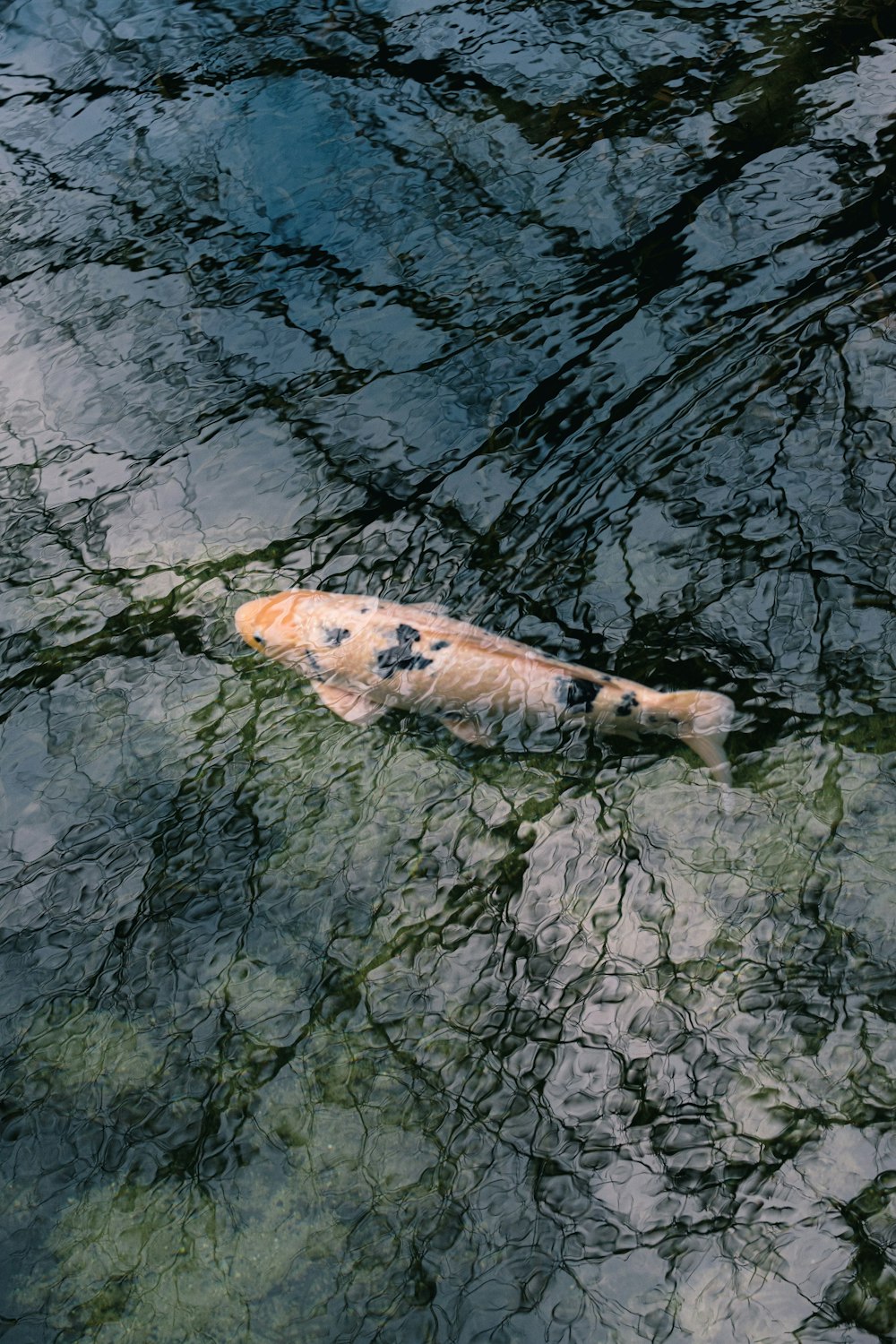 Peces koi naranjas y negros en el cuerpo de agua