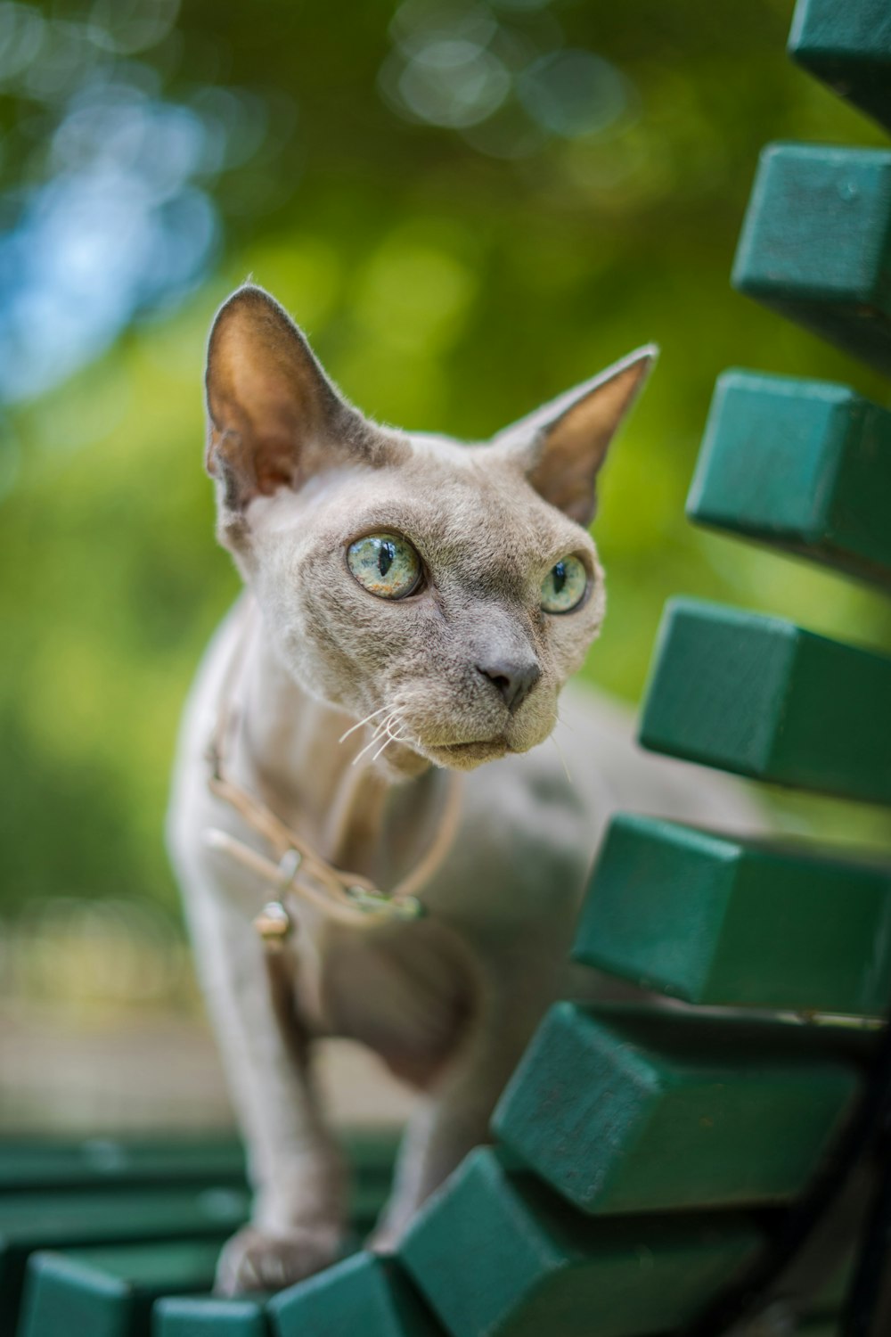 short-furred grey cat